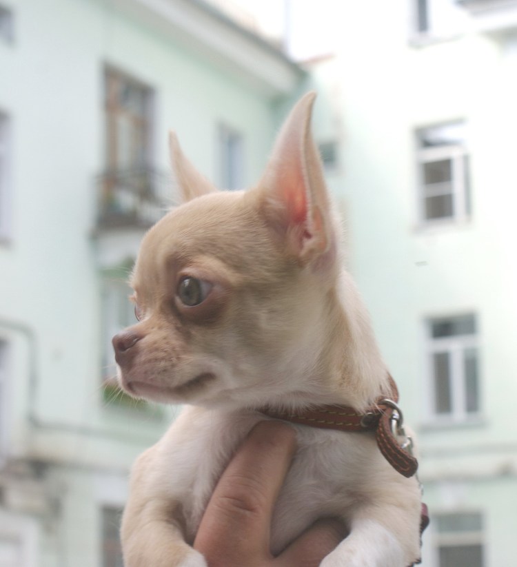 Чихуахуа гладкошерстный соболиный