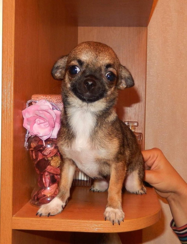 Чихуахуа соболиный