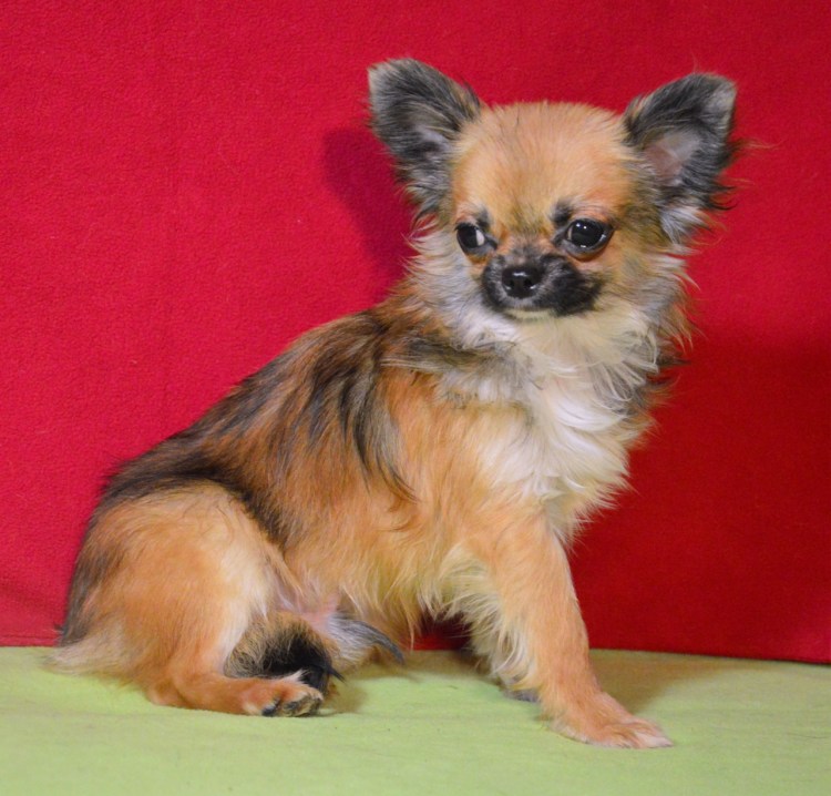 Чихуахуа соболиный окрас