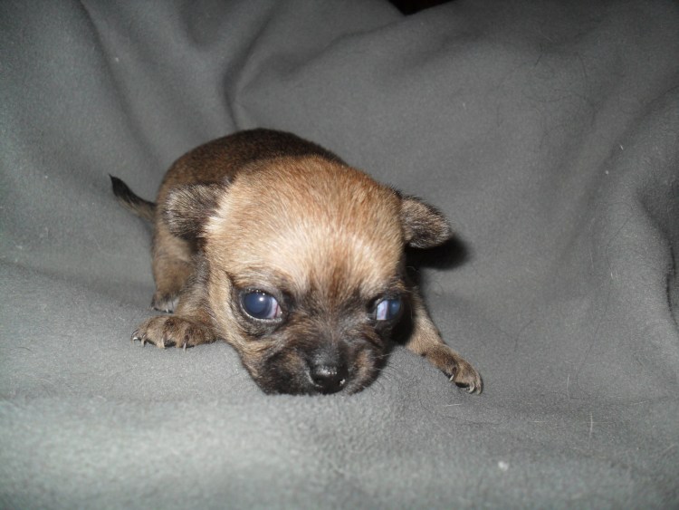 Чихуахуа мини рыжая