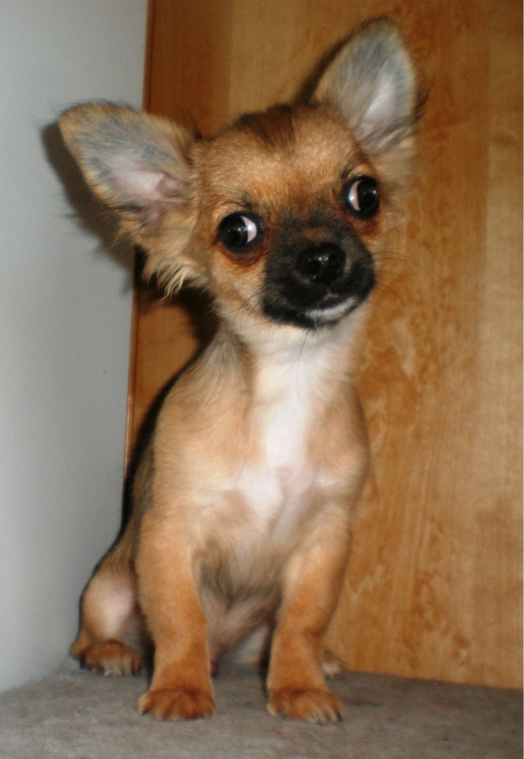 Чихуахуа рыжий Соболь длинношерстный