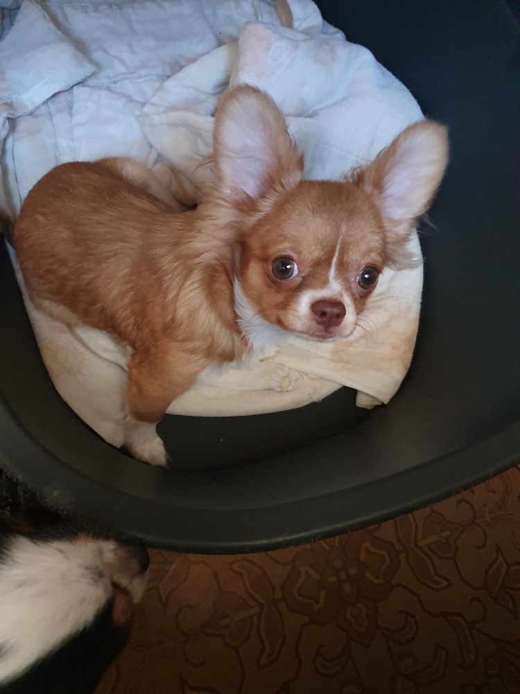 Чихуахуа соболиный длинношерстный