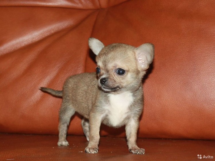 Чихуахуа гладкошерстный соболиный