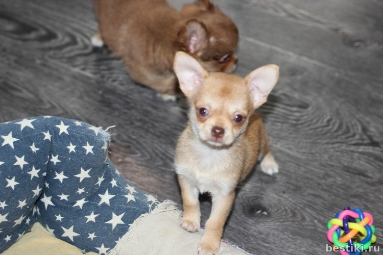 Шоколадно соболиный чихуахуа