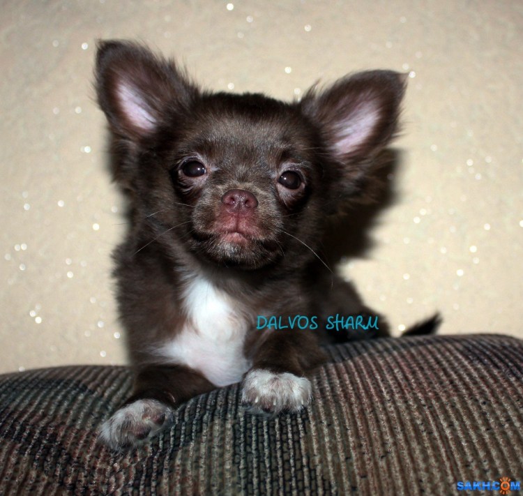 Чихуахуа соболиный длинношерстный