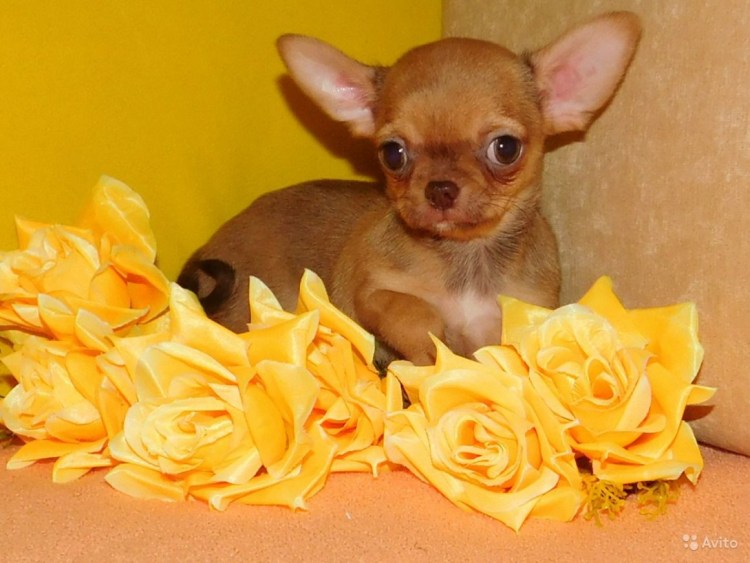 Мажор чихуахуа соболиный