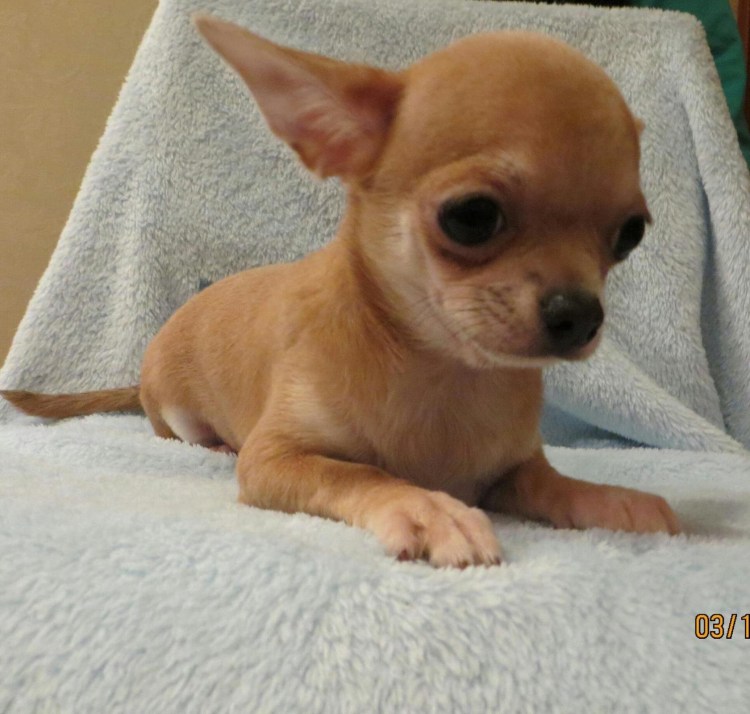 Шоколадный чихуахуа короткошерстный
