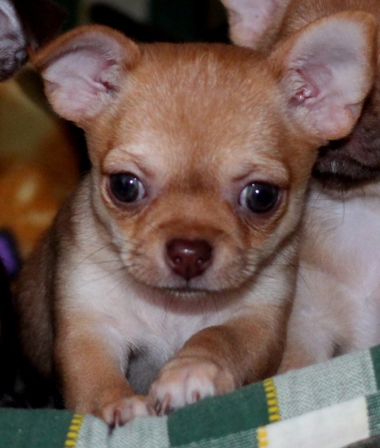 Чихуахуа соболиный