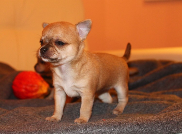 Чихуахуа соболиный лиловый