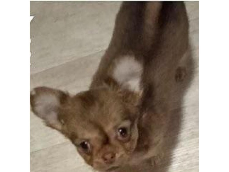 Черный микро чихуахуа