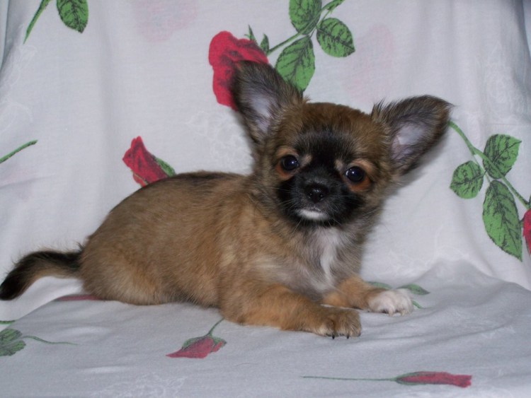 Чихуахуа рыже соболиный
