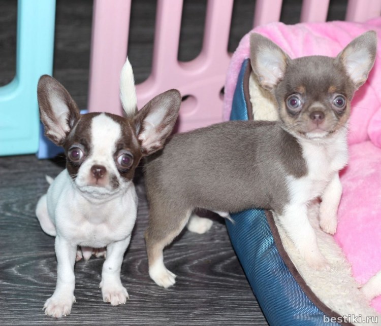 Шоколадный Соболь чихуахуа