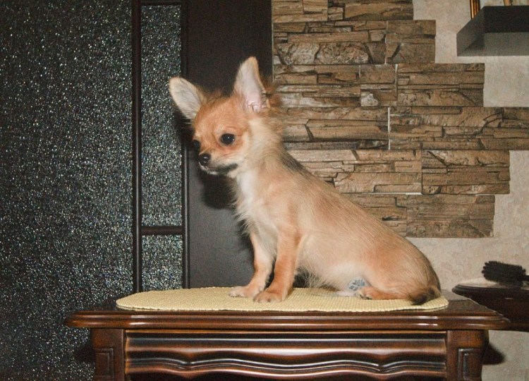 Чихуахуа гладкошерстный соболиный