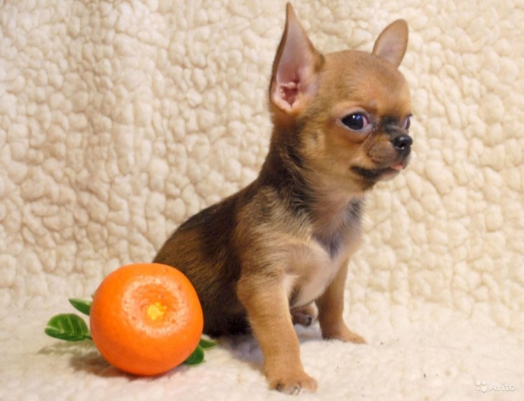 Мажор чихуахуа соболиный