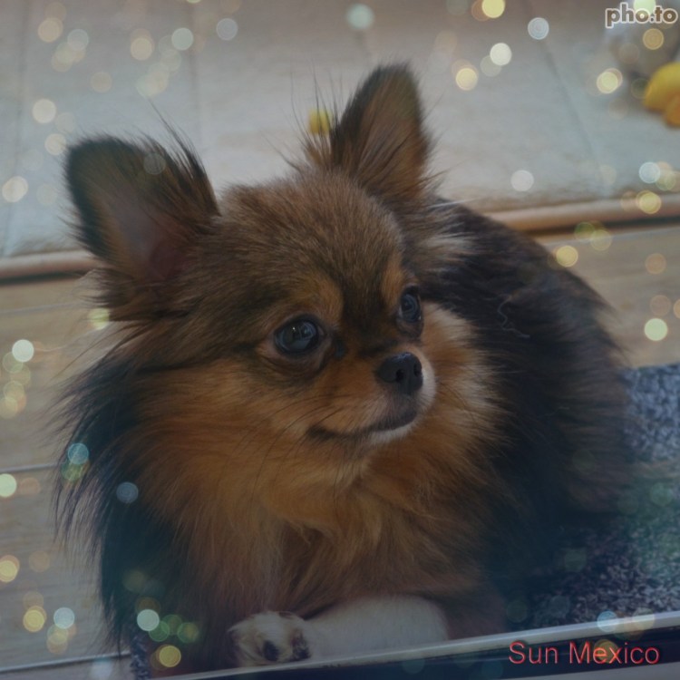 Чихуахуа ДШ окрасы Олений