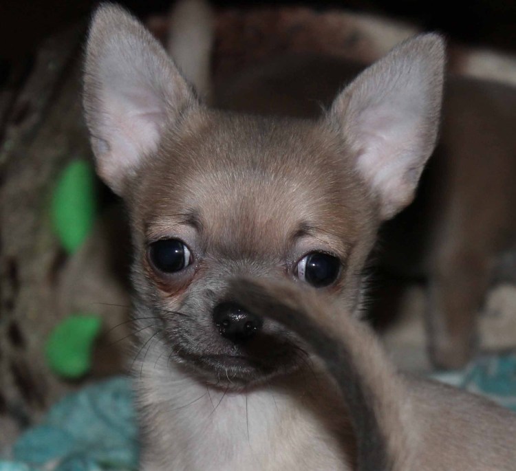 Чихуахуа длинношерстные шоколадные