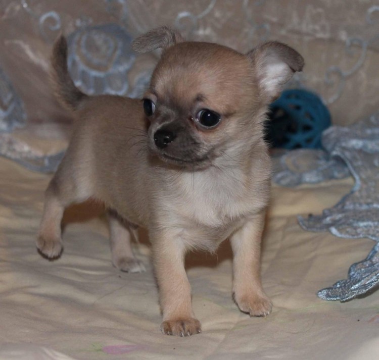 Чихуахуа кобби длинношерстный