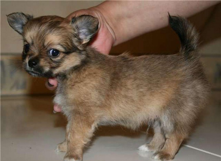 Чихуахуа соболиный длинношерстный