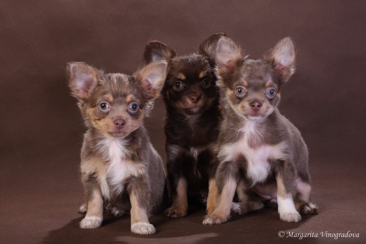 Чихуахуа с окрасом поросёнка