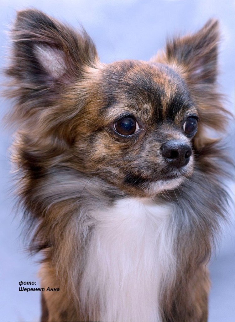 Маленькая собачка породы для детей