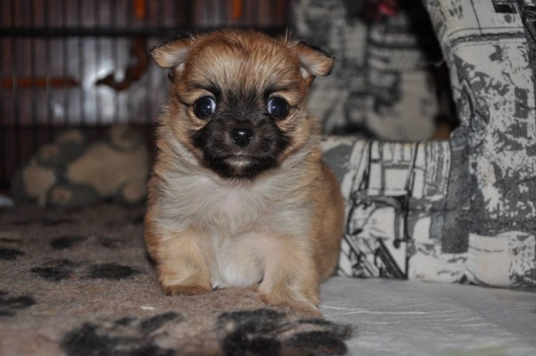 Чихуа Соболь длинношерстный