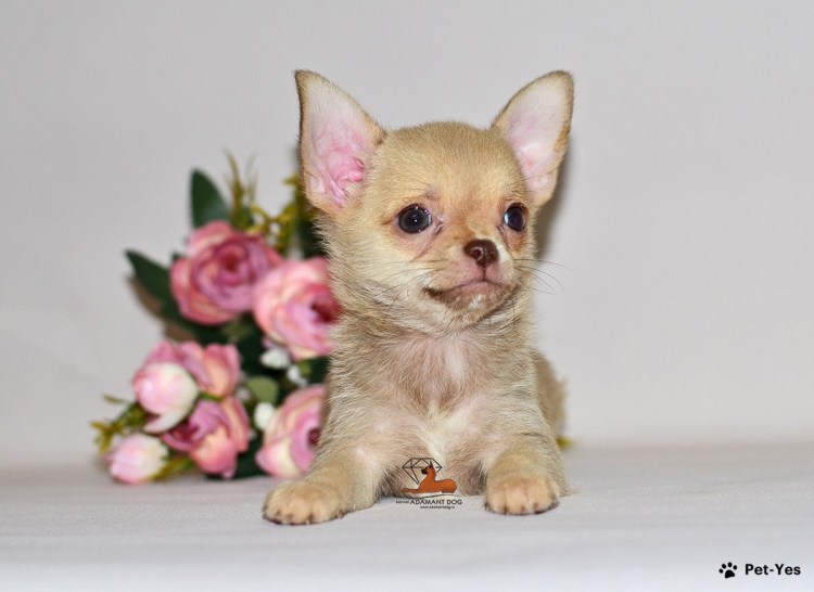 Почему чихуахуа писать где попало что делать