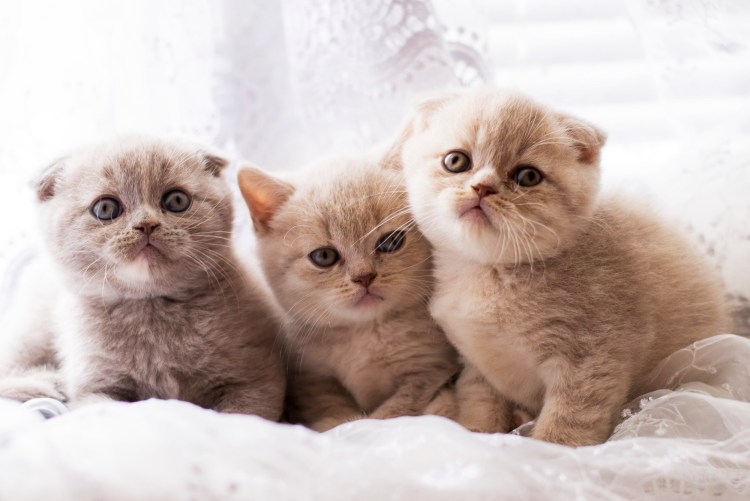 Котята скоттиш фолд прямоухие