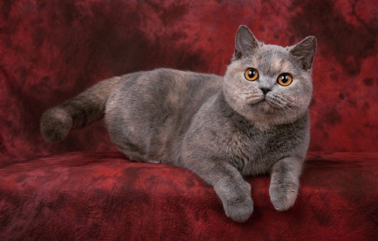 Шотландская короткошерстная