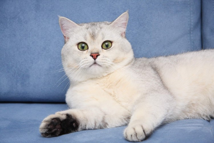 Манчкин Британская шиншилла