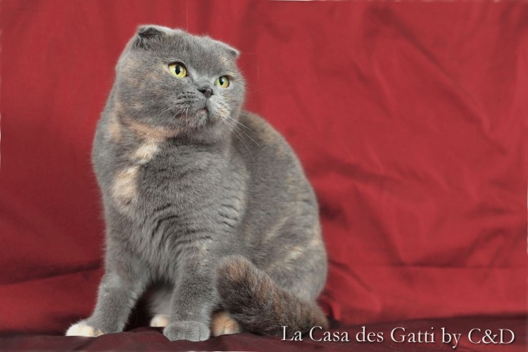 Британское мурло