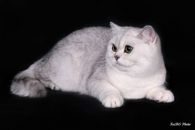 Шотландская вислоухая кошка белая мраморная