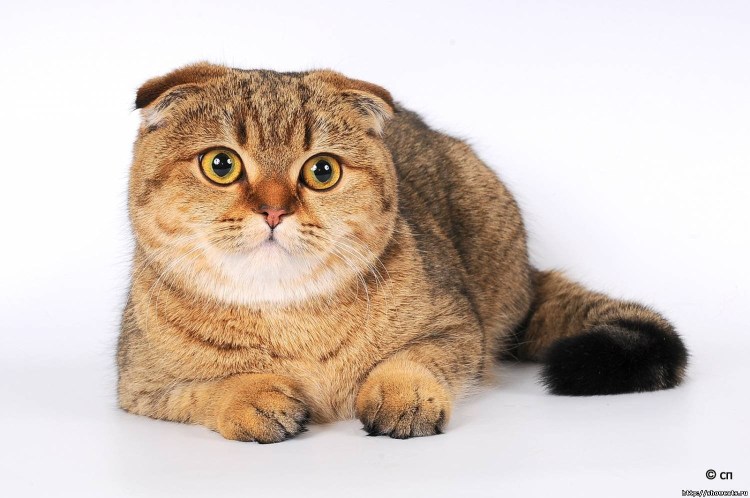 Британская вислоухая кошка