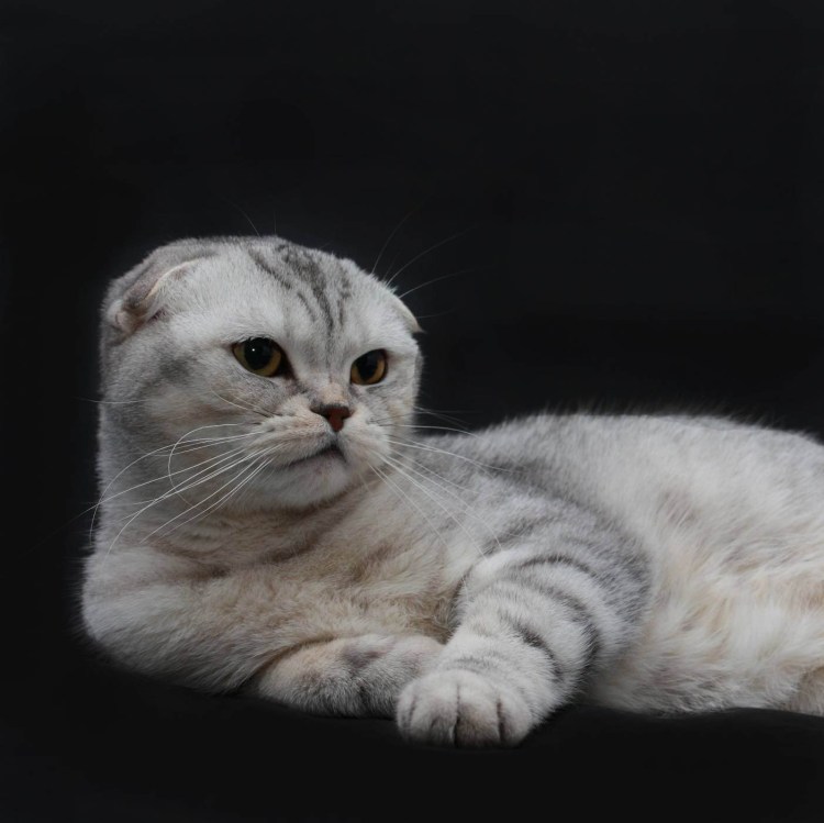 Шотландская короткошерстная шиншилла