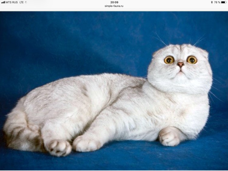 Шотландская вислоухая шиншилла длинношёрстная