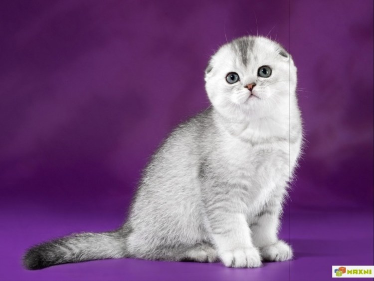 Шотландская вислоухая кошка