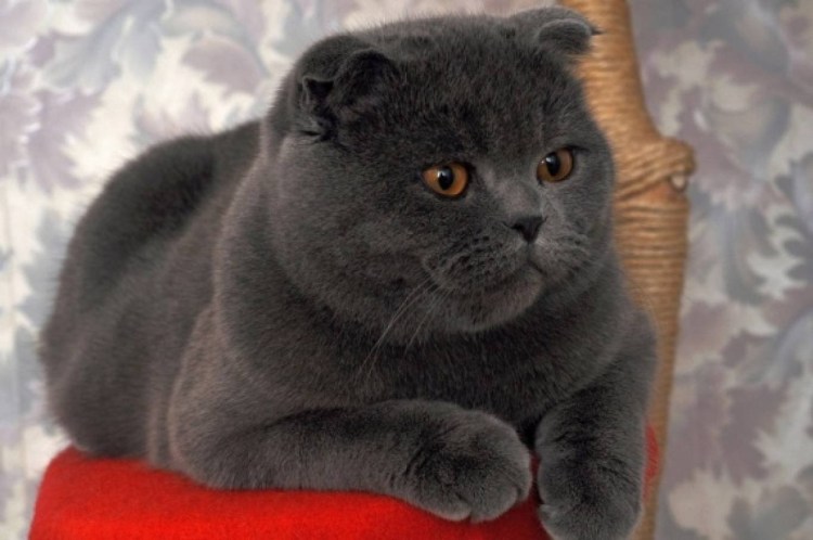 Скоттиш фолд британец прямоухий