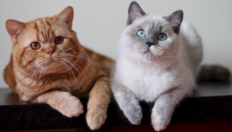 Британские кошки окрасы