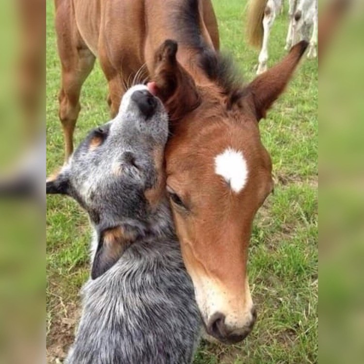 Животные дружат