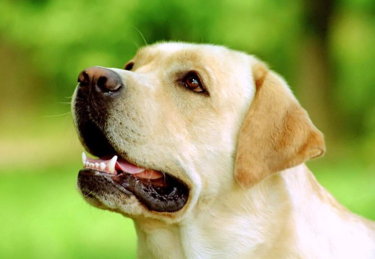 Домашние животные