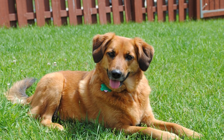 Домашние животные собака