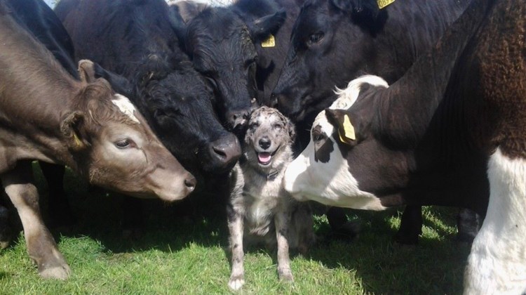 Корова лижет