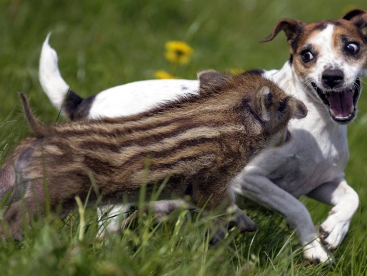 Прикольные собаки