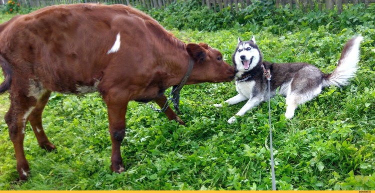 Корова собачья