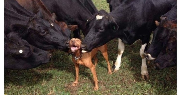 Теленок лижется