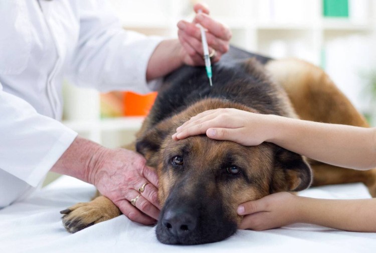 Собака болеет