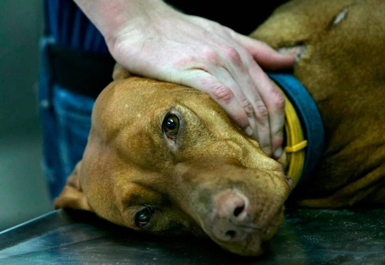 Отравление ртутью у собак