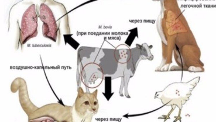 Мукокутанная пиодерма у собак
