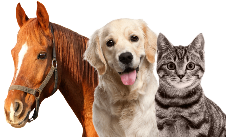 Животные у ветеринара