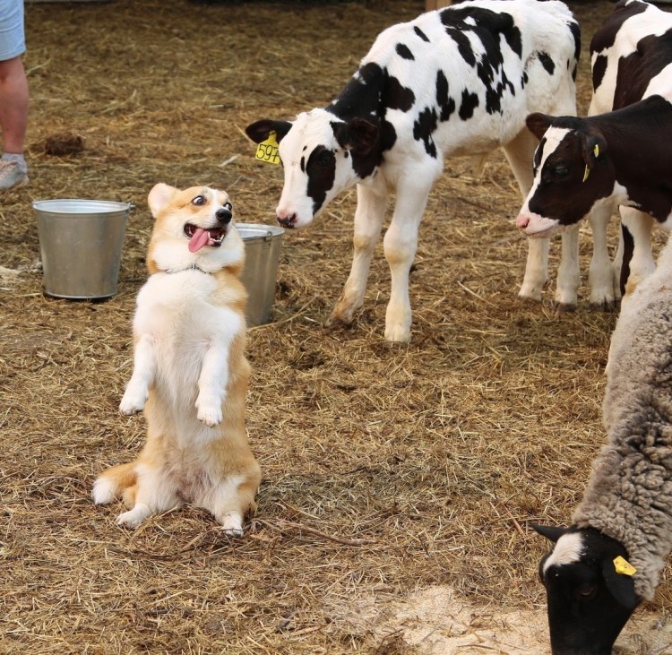 Памятка о стерилизации животных