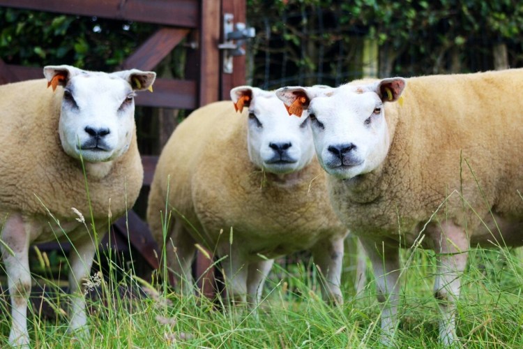 Бернский зенненхунд